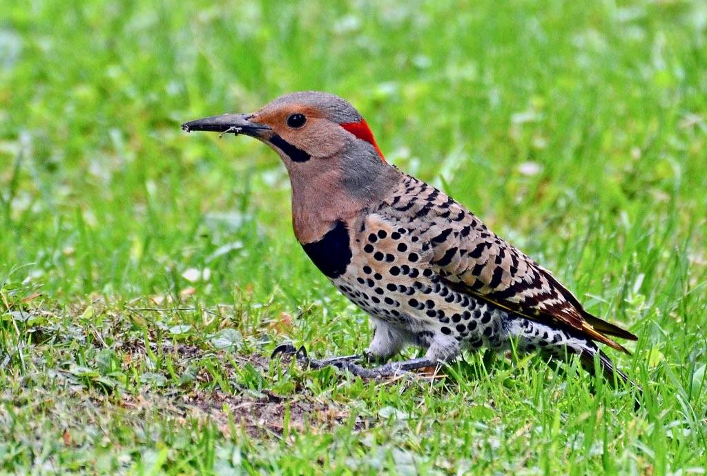 Northern Flicker by AcrylicArtist is licensed under CC BY 2.0.